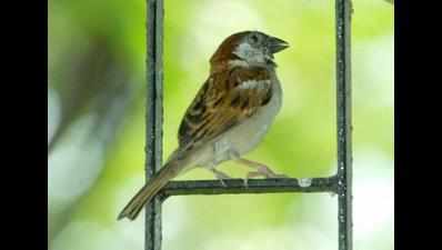 Rampant poaching of field sparrows in Birbhum because of their 'tasty meat'