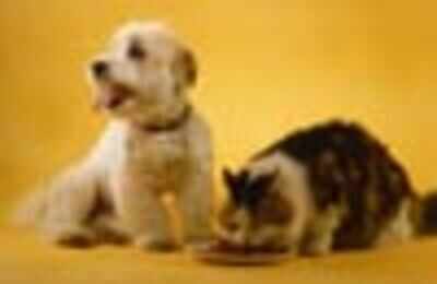 Will cat food kill a dog hotsell