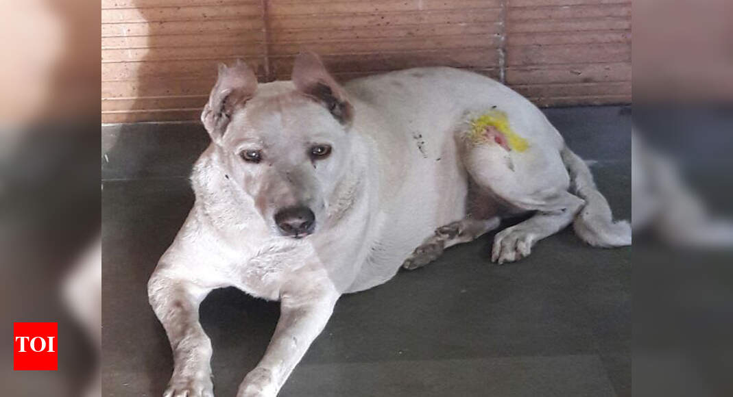 Another dog run over but survives, FIR lodged at Dahisar | Mumbai News ...