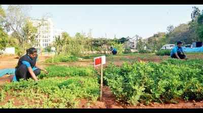 This IT firm in Bengaluru's Domlur grows its own veggies