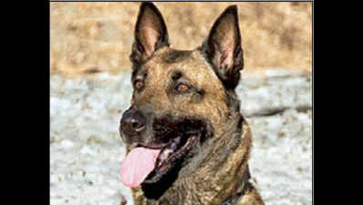 Belgian Malinois sniffer canines set to join police force in state