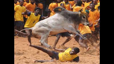 35 injured in jallikattu events held in central districts