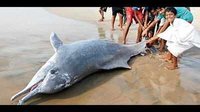 Dolphin, whale deaths: PCB seeks study