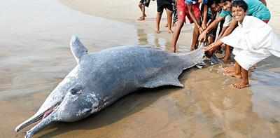 Dolphin, whale deaths: PCB seeks study