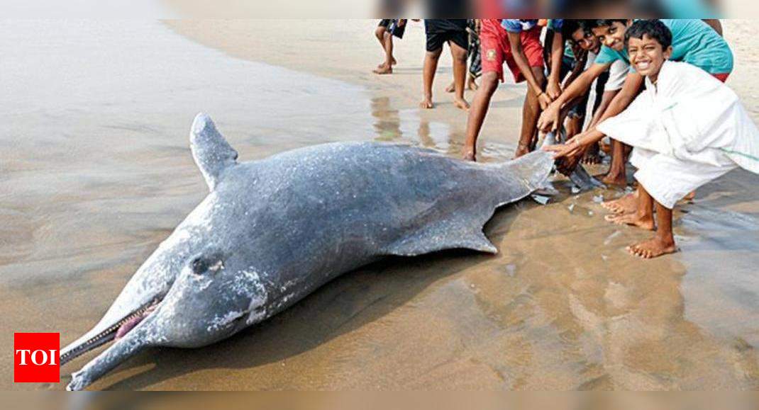 Dolphin, whale deaths: PCB seeks study | Kozhikode News - Times of India