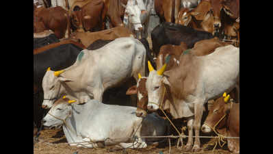 Now Jharkhand bans illegal abattoirs