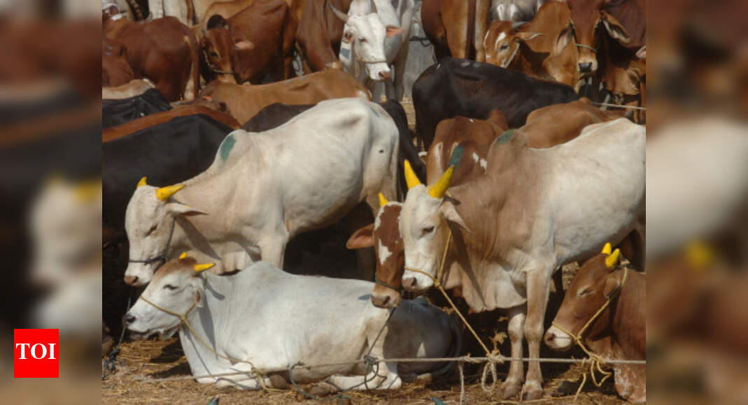 Now Jharkhand bans illegal abattoirs | Ranchi News - Times of India Now Jharkhand bans illegal abattoirs | Ranchi News - Times of India