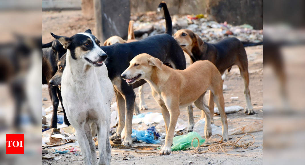 Street Dogs Find Loving Homes As Residents Give Exotic Breeds A