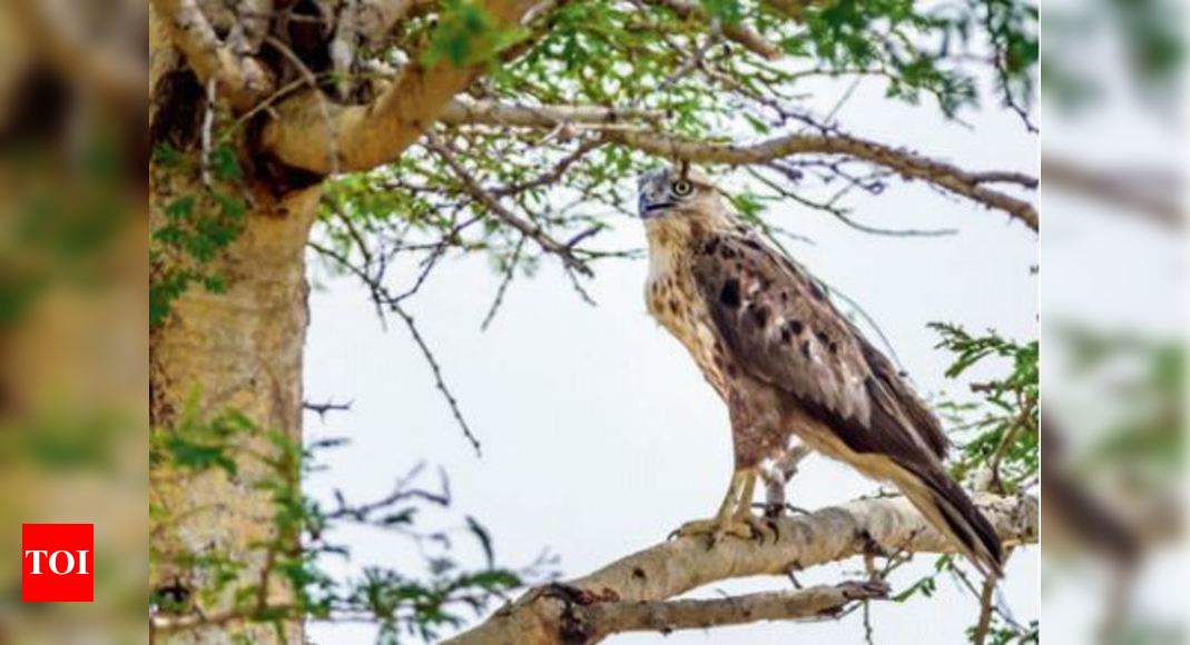 when-long-legged-buzzard-soared-through-tirupur-skies-coimbatore-news