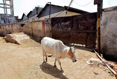 Gujarat to punish cow slaughter with 14-year jail