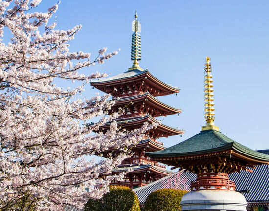 Tokyo attractions that are simply irresistible!