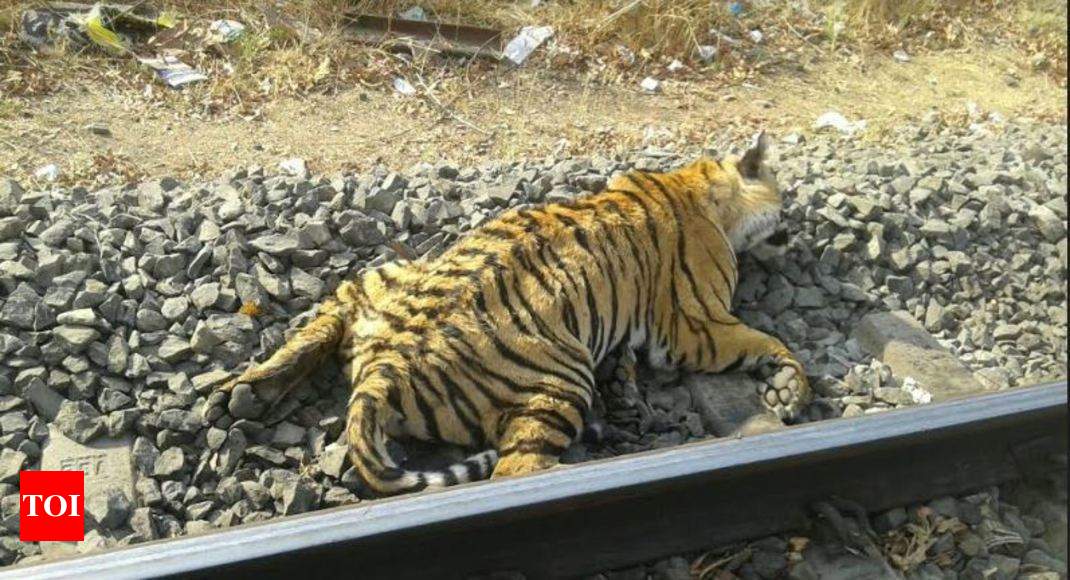 tiger dead: Another tiger run over by train in Madhya Pradesh: Toll