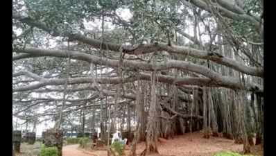 400-year-old Big Banyan Tree needs more space to spread branches