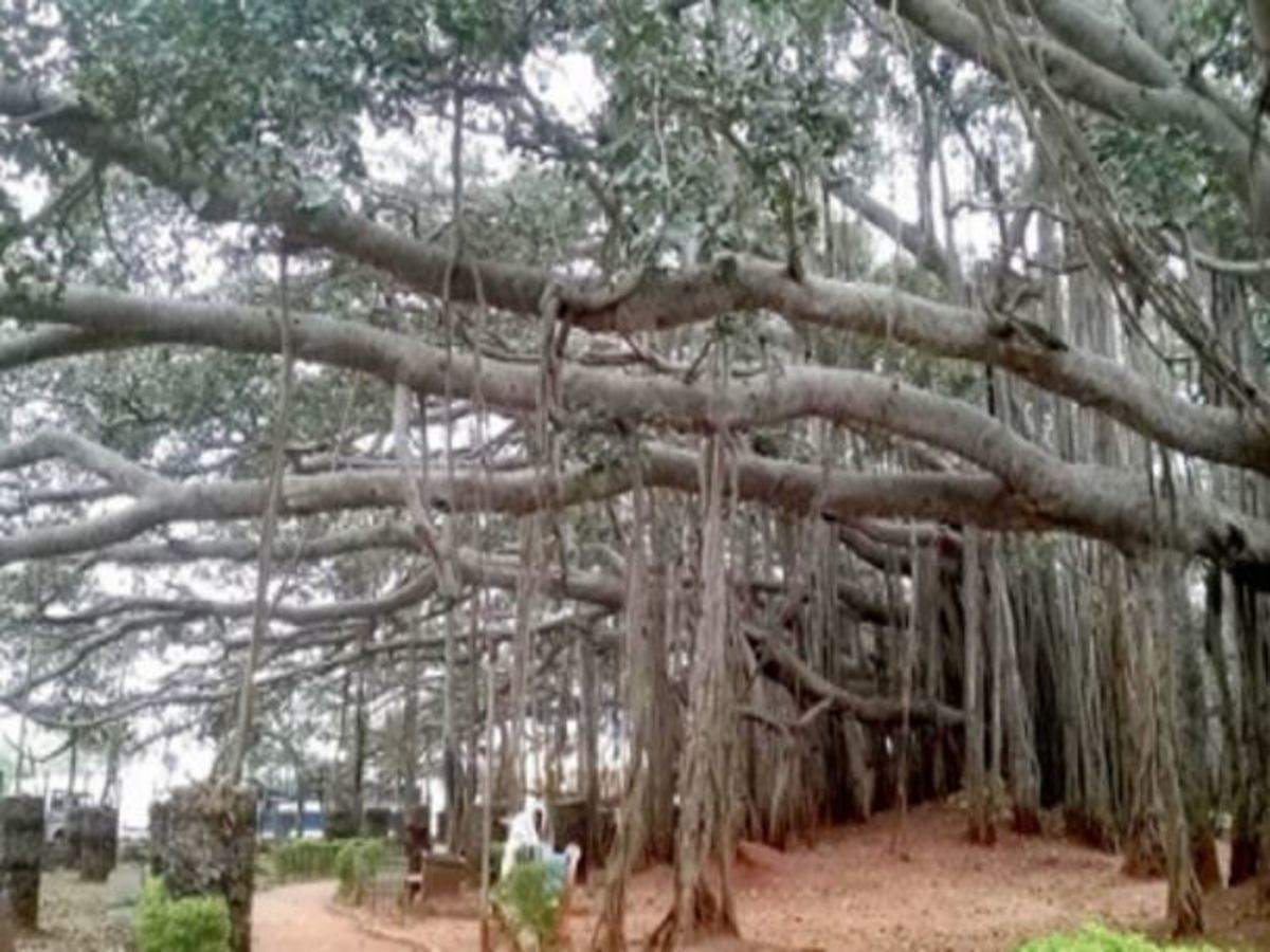 400 Year Old Big Banyan Tree Needs More Space To Spread Branches Bengaluru News Times Of India
