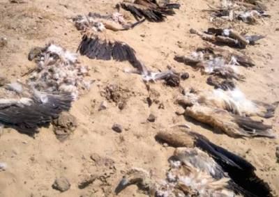31 vultures feeding on dead cow mowed by train in Bikaner