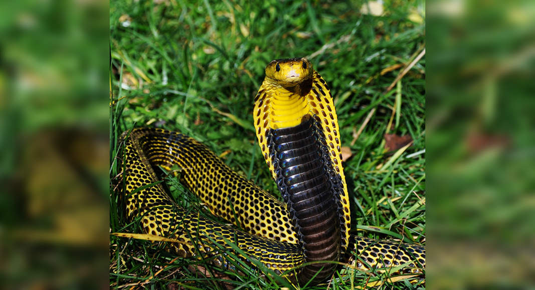 Philippine Cobra Poisonous Snakes Snake Venomous Anim - vrogue.co