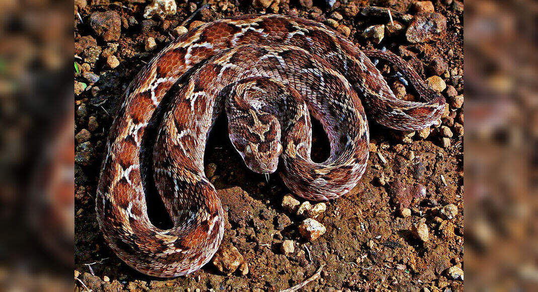 Echis names sawscaled vipers, carpet vipers) is a genus of