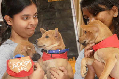 Adopt a stray, say city youngsters | Nagpur News - Times of India