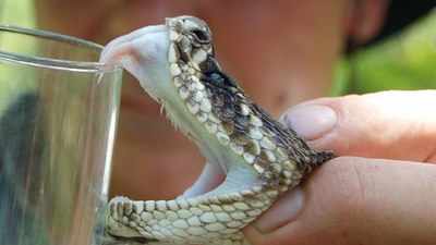 BSF seizes snake venom worth Rs 6crore