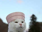 Cats in Hats