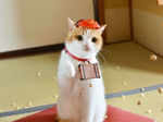 Cats in Hats