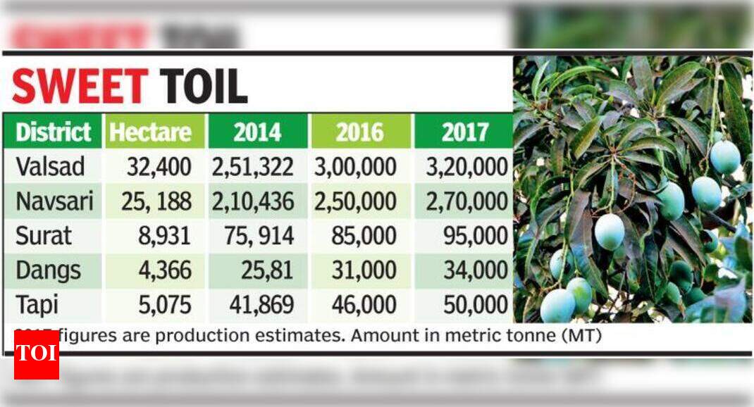 Mango yield to be 15 higher this season Surat News Times of India