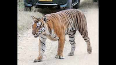 Bandipur's celebrity tiger Prince is dead