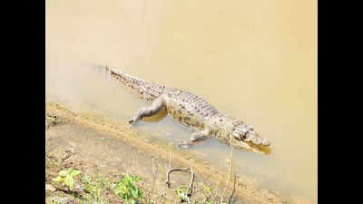 <arttitle><em/>Six-year-old girl confronts crocodile to save schoolmate</arttitle>