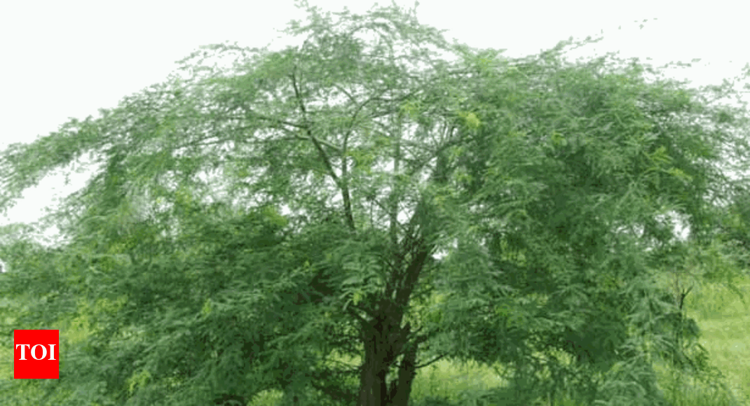 Removal of seemai karuvelam trees in Vaigai river begins Madurai News