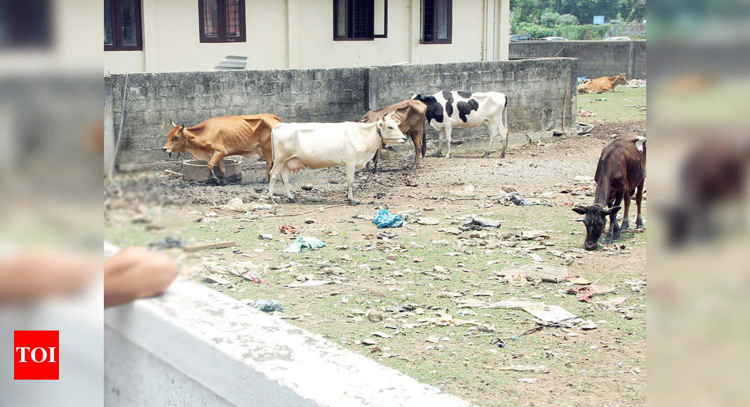 Cattle slaughter picks up in Usgao | Goa News - Times of India