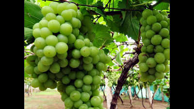 Grape export from Nashik nears 1 lakh tonne mark