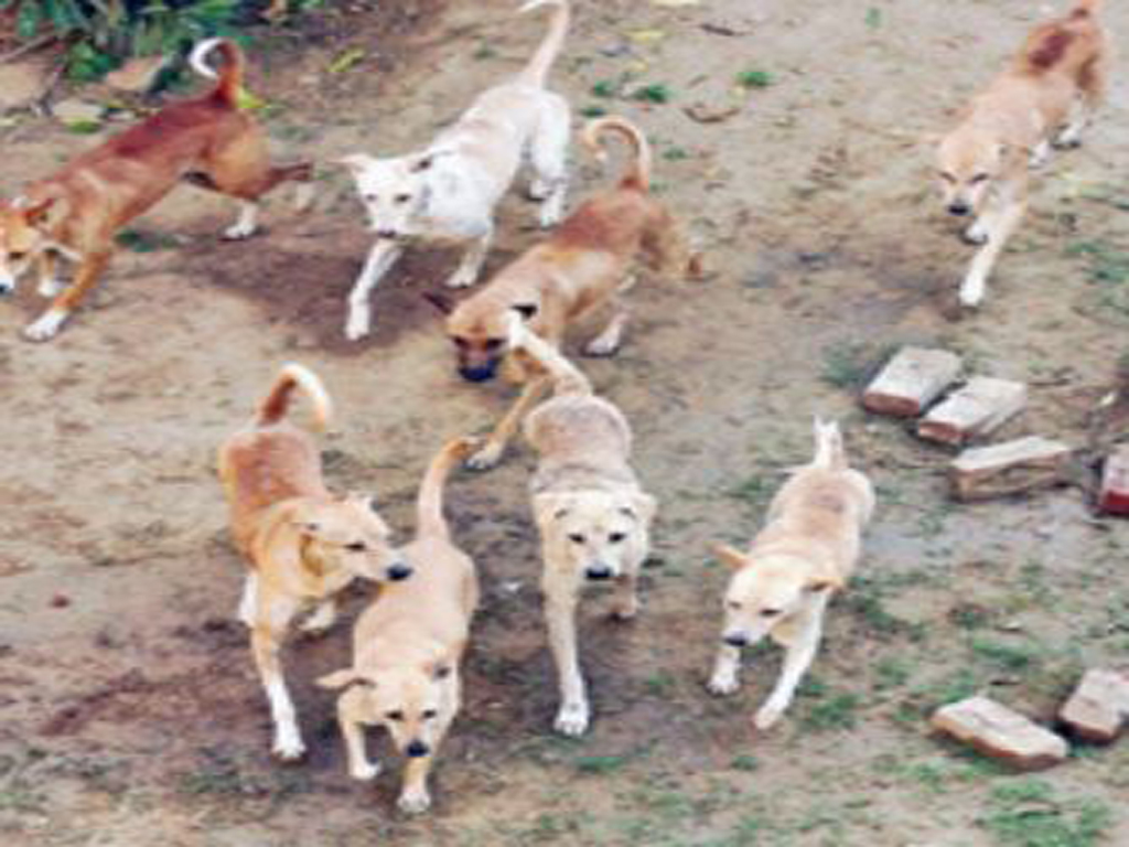 Chandigarh Municipal Corporation prepares vaccination schedule for