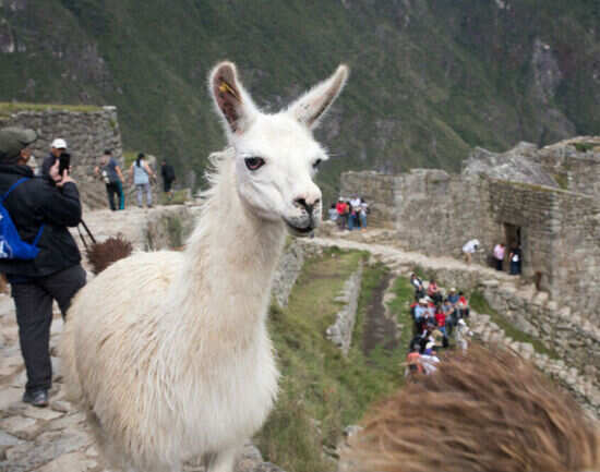 Get clicked with an llama