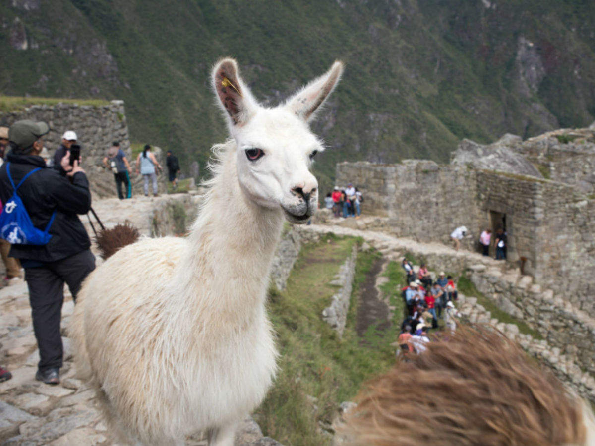 Get clicked with an llama in Peru | Times of India Travel