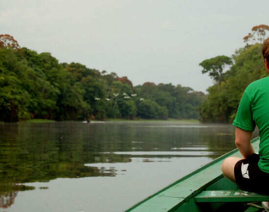 Sleep in the rainforest