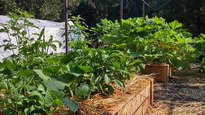 Rooftop garden to help meet daily requirement of veggies at shelter for homeless