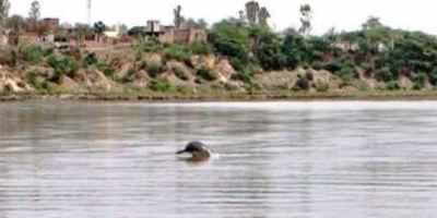 Massive hunt on for missing Indus dolphins