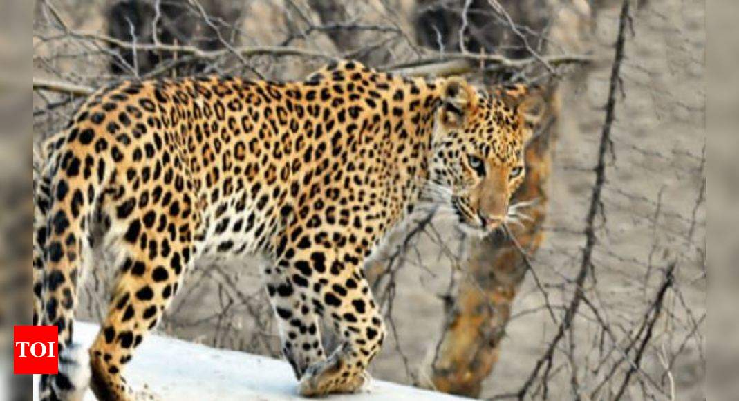 Rajasthan: Wildlife safaris in Rajasthan's Jhalana to be more organised