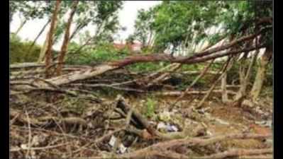 Trees felled by cyclone Vardah still crowd forests