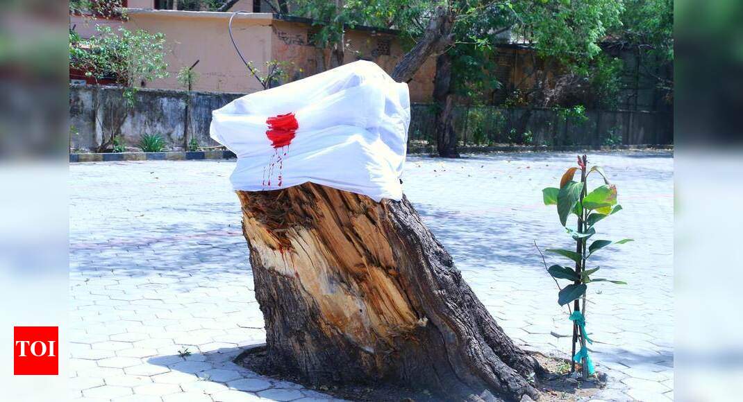 Trees: Activists put up placards and bandage severed branches | Indore ...