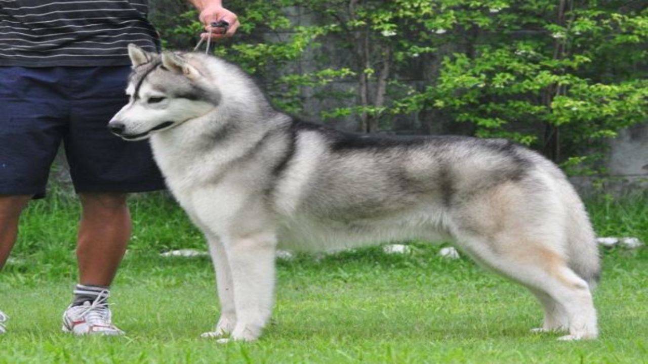 Indian husky hot sale