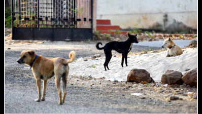 85-year-old mauled to death by stray dogs in Kerala