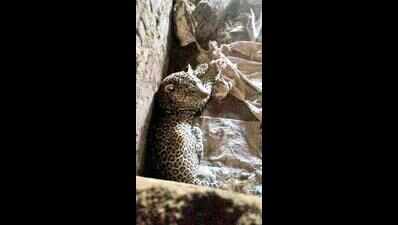 70-yr-old attacked by leopard in Dahod | Vadodara News - Times of India