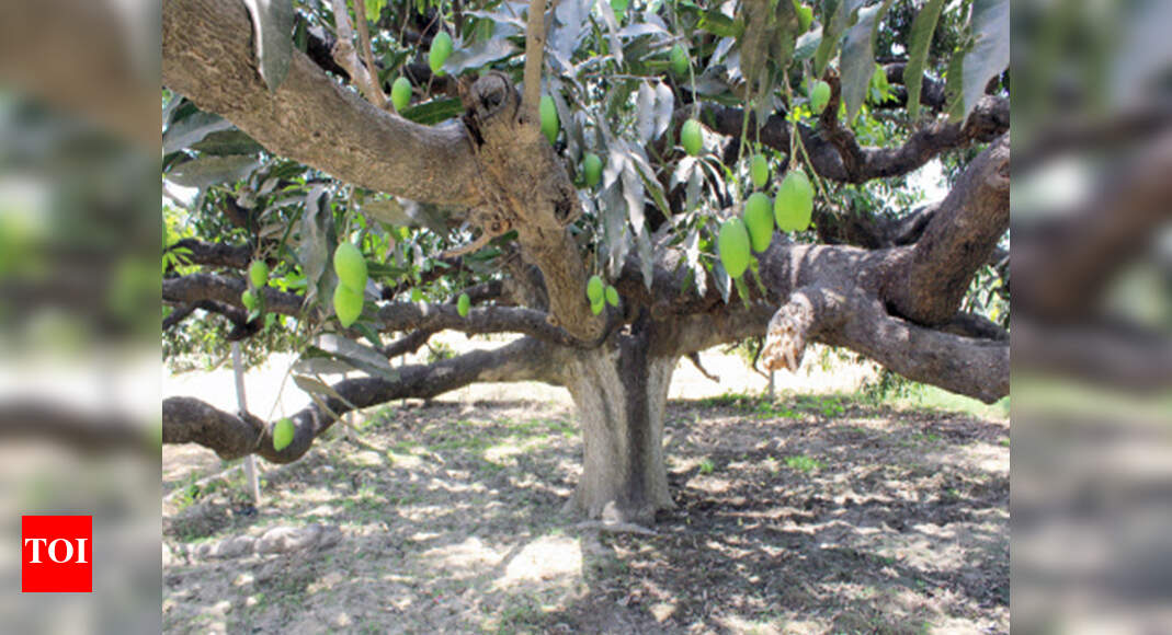 Too hot to handle: Mango farmers fear loss of export crop | Mumbai News ...