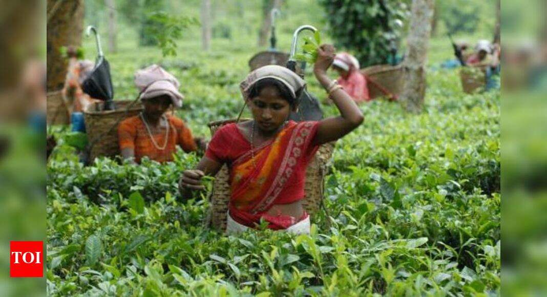 Tea Farming And Tour Uttarakhand Tea Development Board to offer 2 more