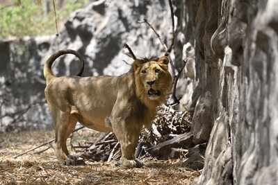 Meet Katraj zoo's newest couple | Pune News - Times of India Meet Katraj zoo's newest couple | Pune News - Times of India