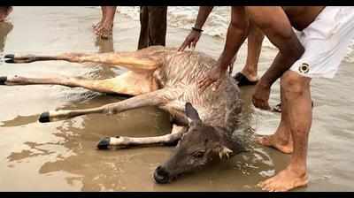 Stag rescued in Karwar after it jumps into sea