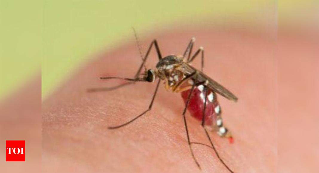 Chikungunya: Delhi: Chikungunya, Dengue Arrive Big, Early This Year ...