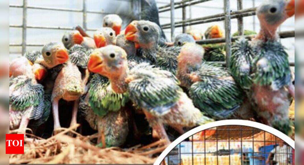 Crawford Market Bombay Shut Illegal Pet Shops In Crawford Market 