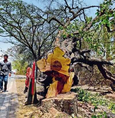 More Aundh Road trees gone, activists cry foul